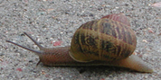 snail